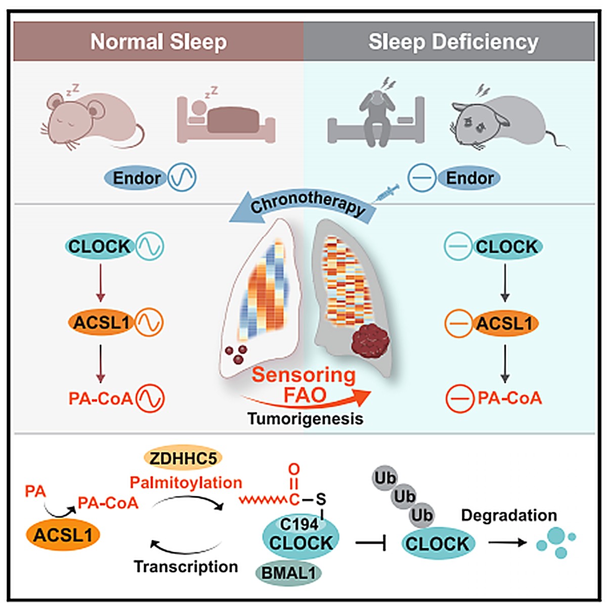Circadian Disruption & Metabolism