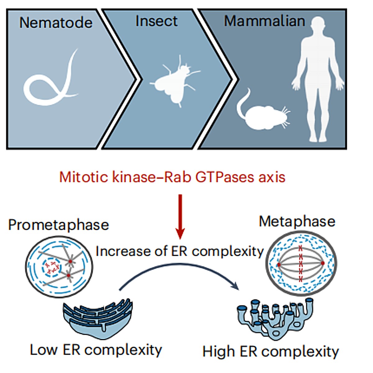 Mitotic Kinases Remodel the ER